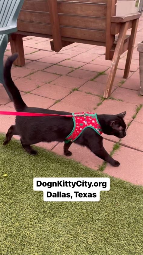 dognkittycity photos|Dog n Kitty City (@dognkittycity) • Instagram photos and videos.
